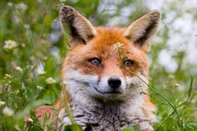 Ebzárlat elrendelése