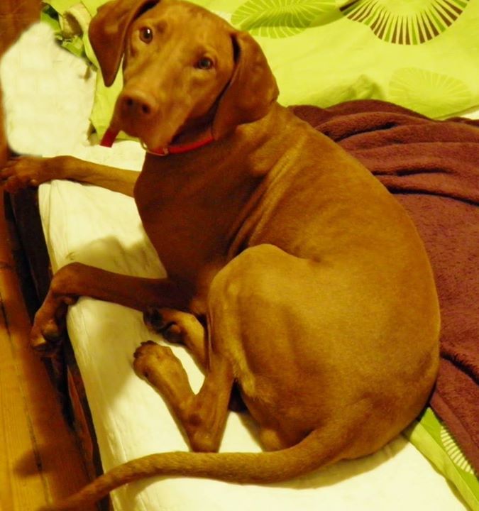 Vizsla